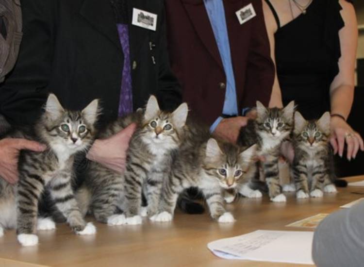 Ein Bild, das Katze, drinnen, stehend, sitzend enthlt.

Automatisch generierte Beschreibung